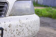 How to quickly get rid of midges on a car photo 1