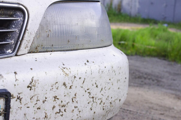 How to quickly get rid of midges on a car