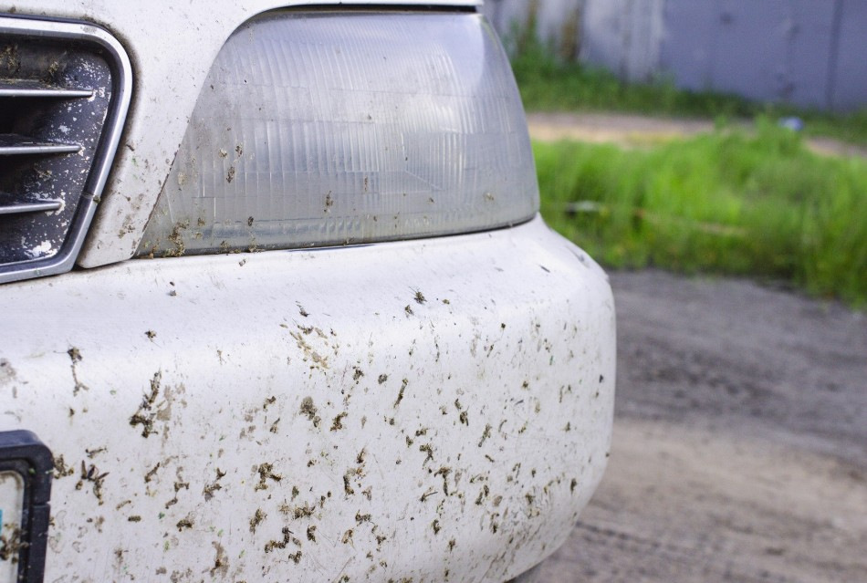 How to quickly get rid of midges on a car