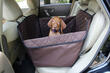 How to properly transport a dog in a car: tips and recommendations photo 1