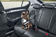 How to properly transport a dog in a car: tips and recommendations photo 2