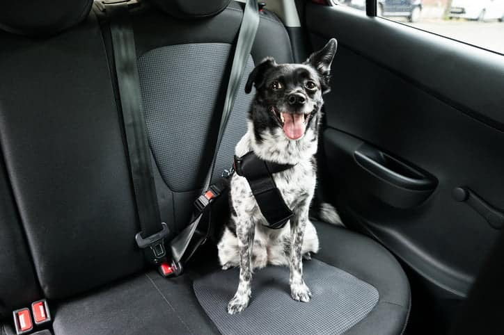 How to remove animal fur from car seats?