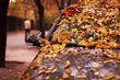 How to take care of a car in autumn? photo 1