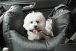 Traveling with pets: how to make the trip enjoyable for your friend photo 1
