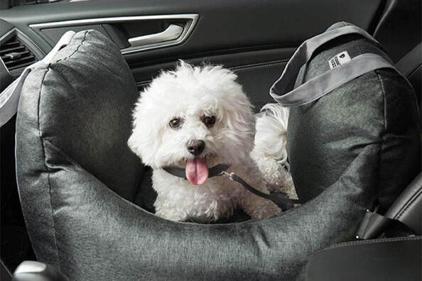 Traveling with pets: how to make the trip enjoyable for your friend
