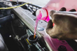 How often should you change the antifreeze in your car? photo 1