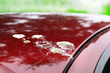 Bird droppings on a car: How and with what to remove them without damaging the paint photo 1