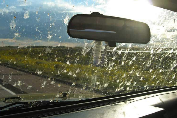 How to clean car windows from insects?