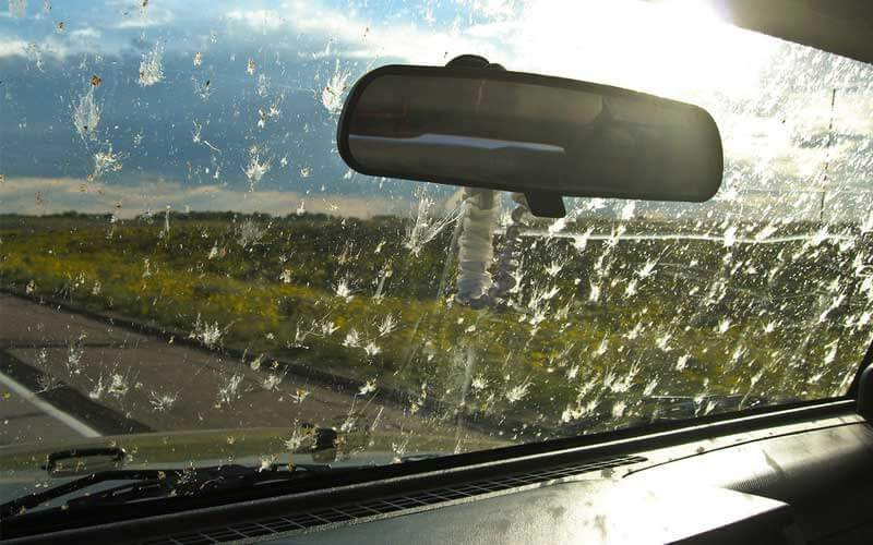How to clean car windows from insects?